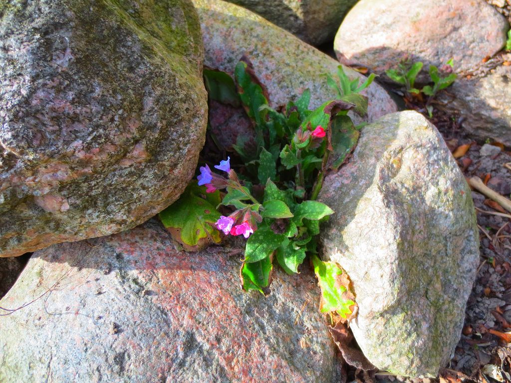 Gartenbild Fotos: Monika Behnke