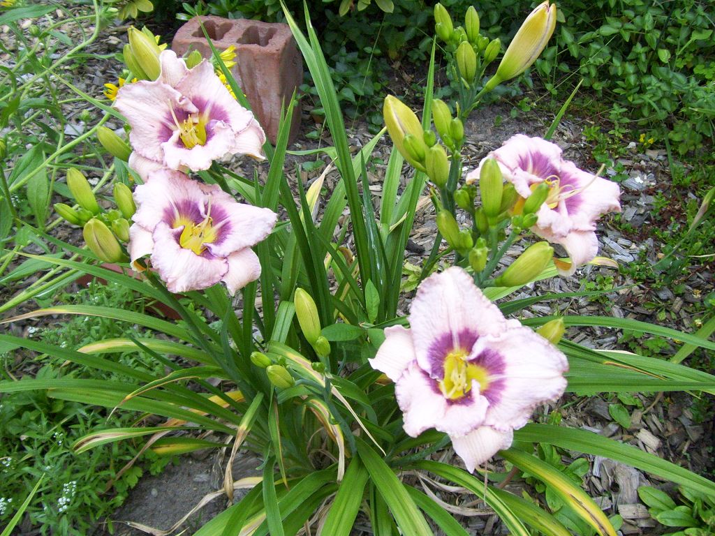 Gartenbild Fotos: Monika Behnke