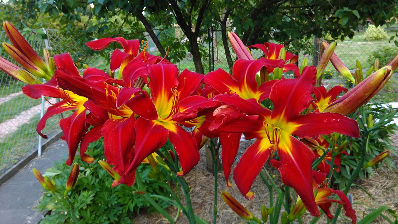 Hagenow - Hagenower Pfingstrosen- & Tagliliengarten - Offene Gärten in MV