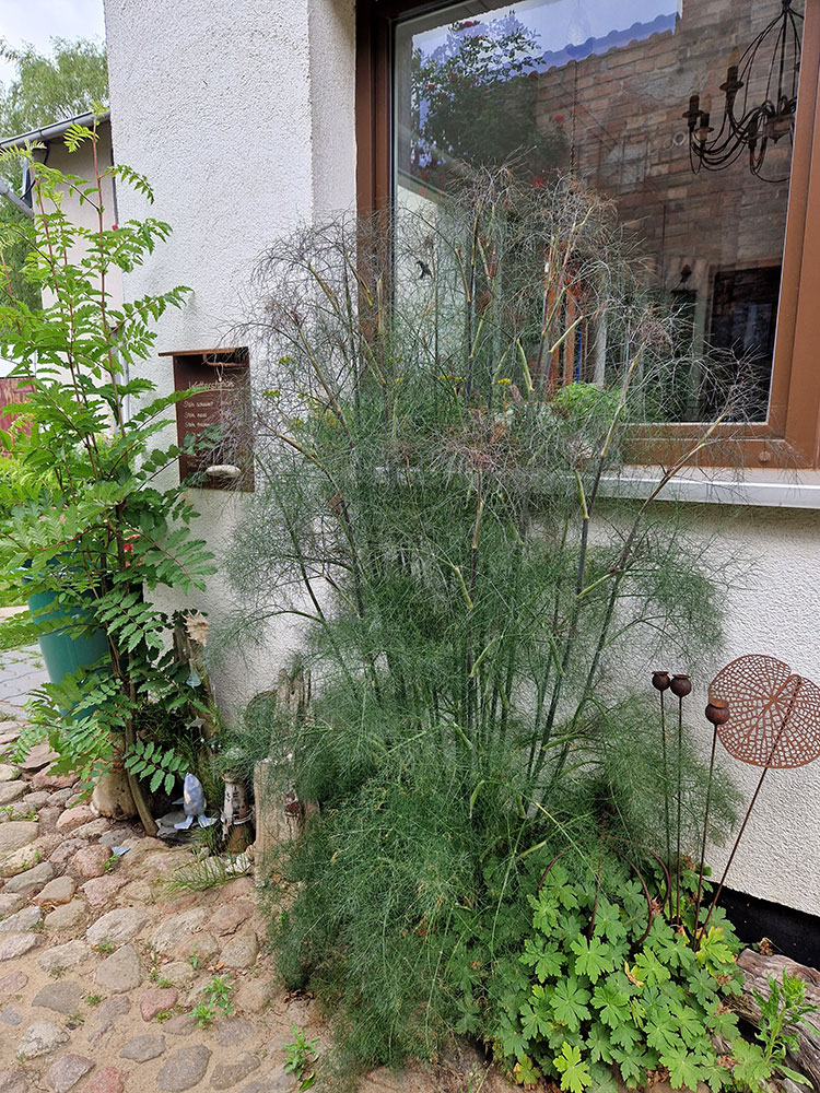 images/gartenbilder/kritzmow-buednerei-konieczny /kritzmow-buednerei-konieczny_23_2.jpg