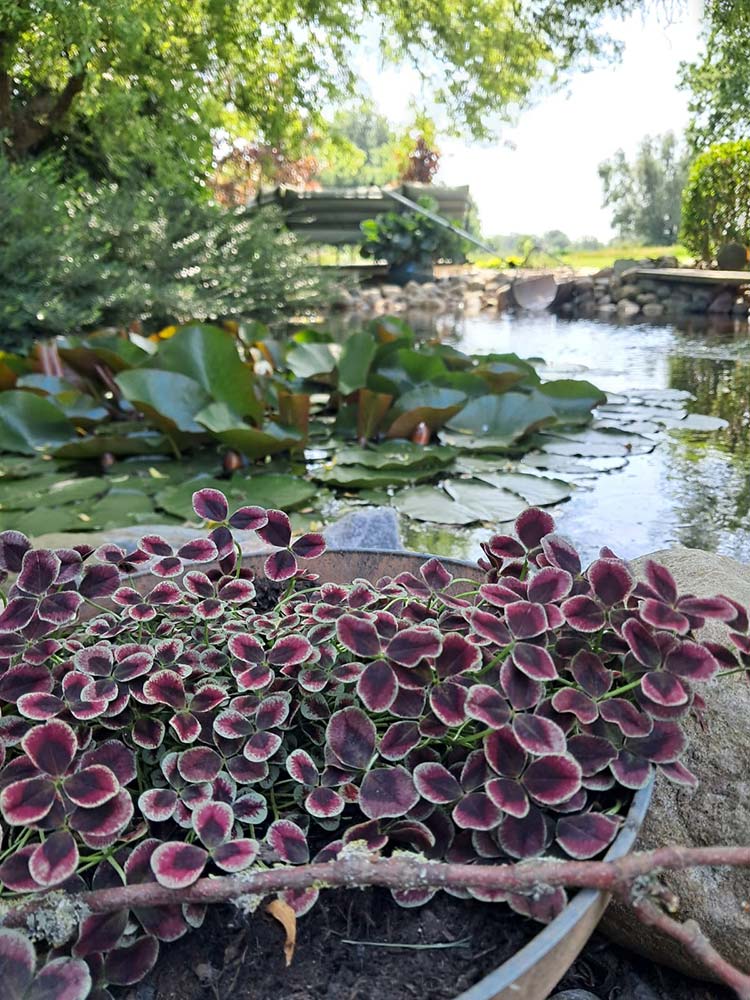 images/gartenbilder/upahl_borgsen/upahl_borgsen_d.jpg