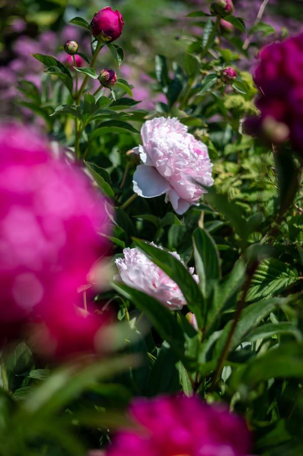 images/gartenbilder/luplower_bauerngarten/luplower_bauerngarten_4.jpg