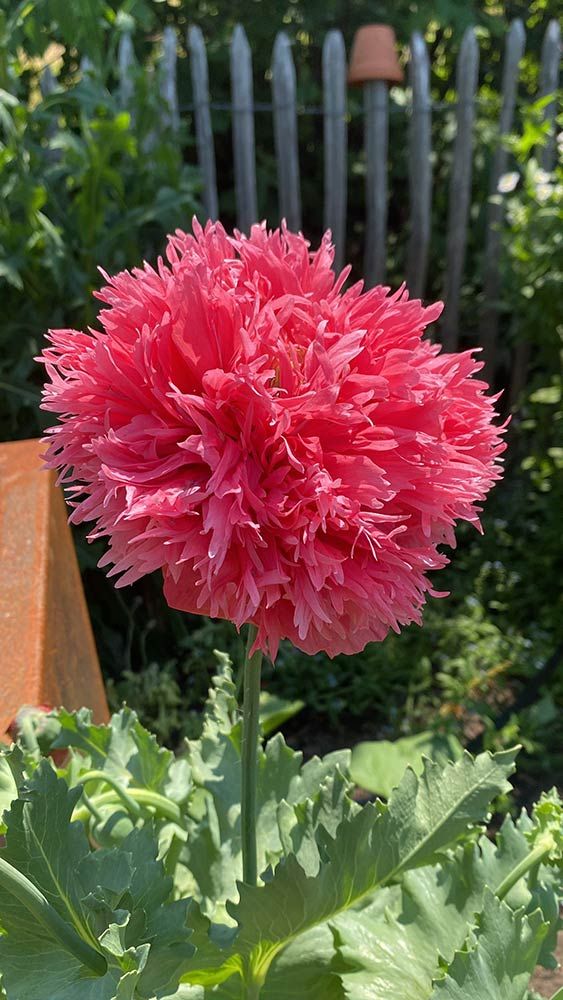 images/gartenbilder/bartenshagen_teakgalerie_krueger/garten_krueger_08.jpg