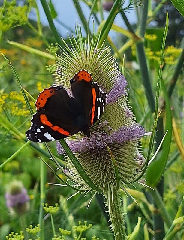 images/gartenbilder/luplower_bauerngarten/luplower_bauerngarten_6.jpg