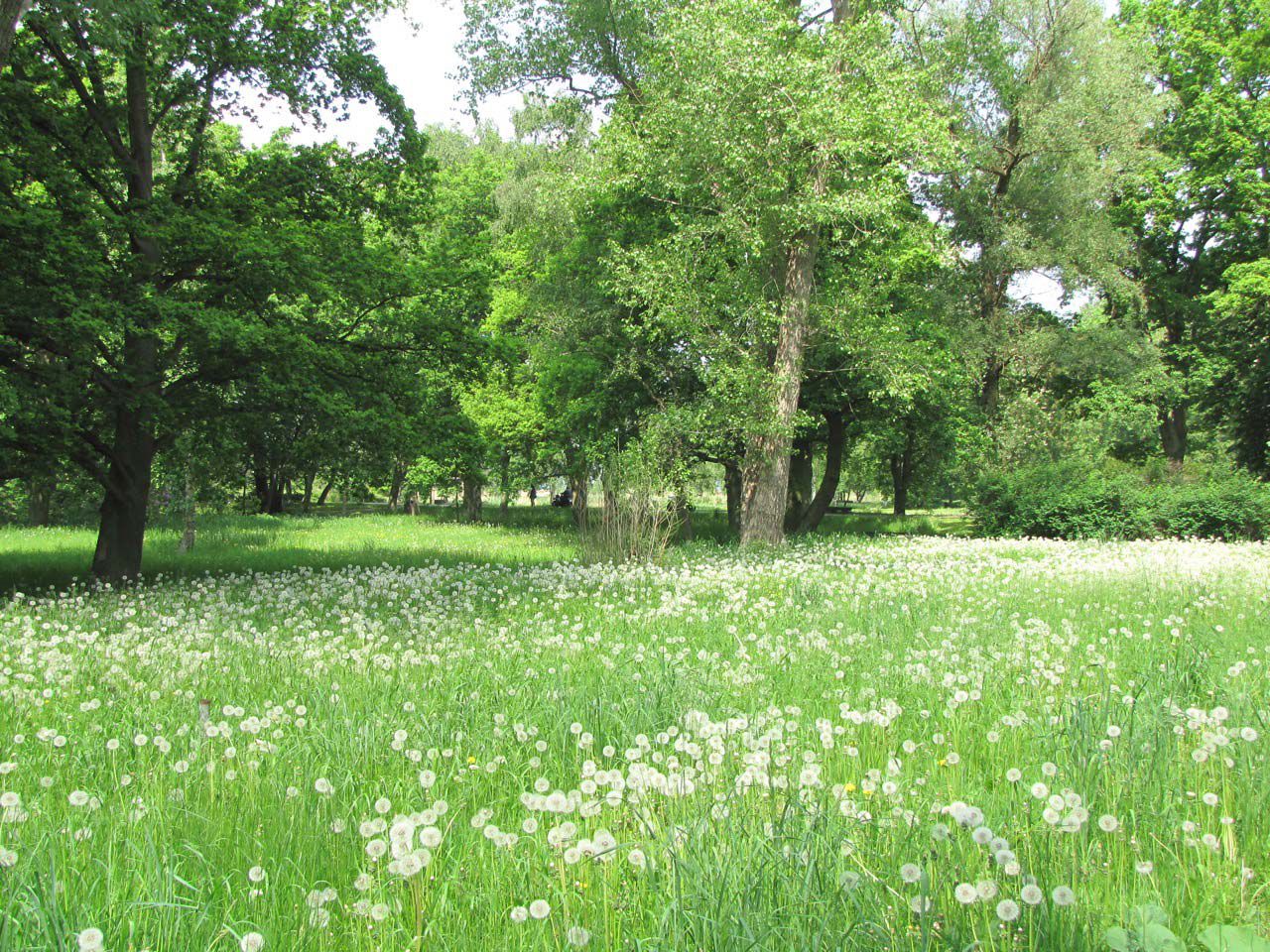 images/gartenbilder/bad_suelze_kurpark_stadt/bad_suelze_kurpark_3.jpg