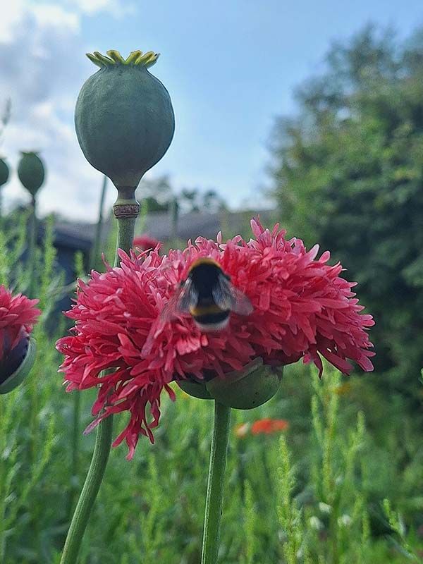 images/gartenbilder/luplower_bauerngarten/luplower_bauerngarten_5.jpg