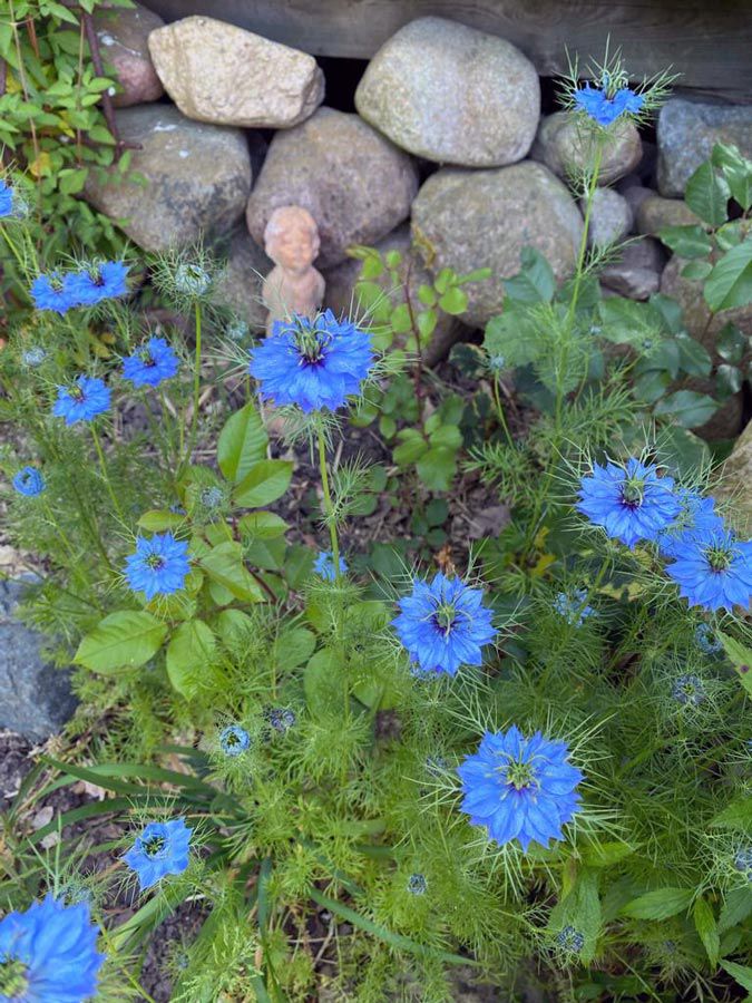 images/gartenbilder/malchin-waldgarten_an_der_peene/malchin-waldgarten_an_der_peene_6.jpg