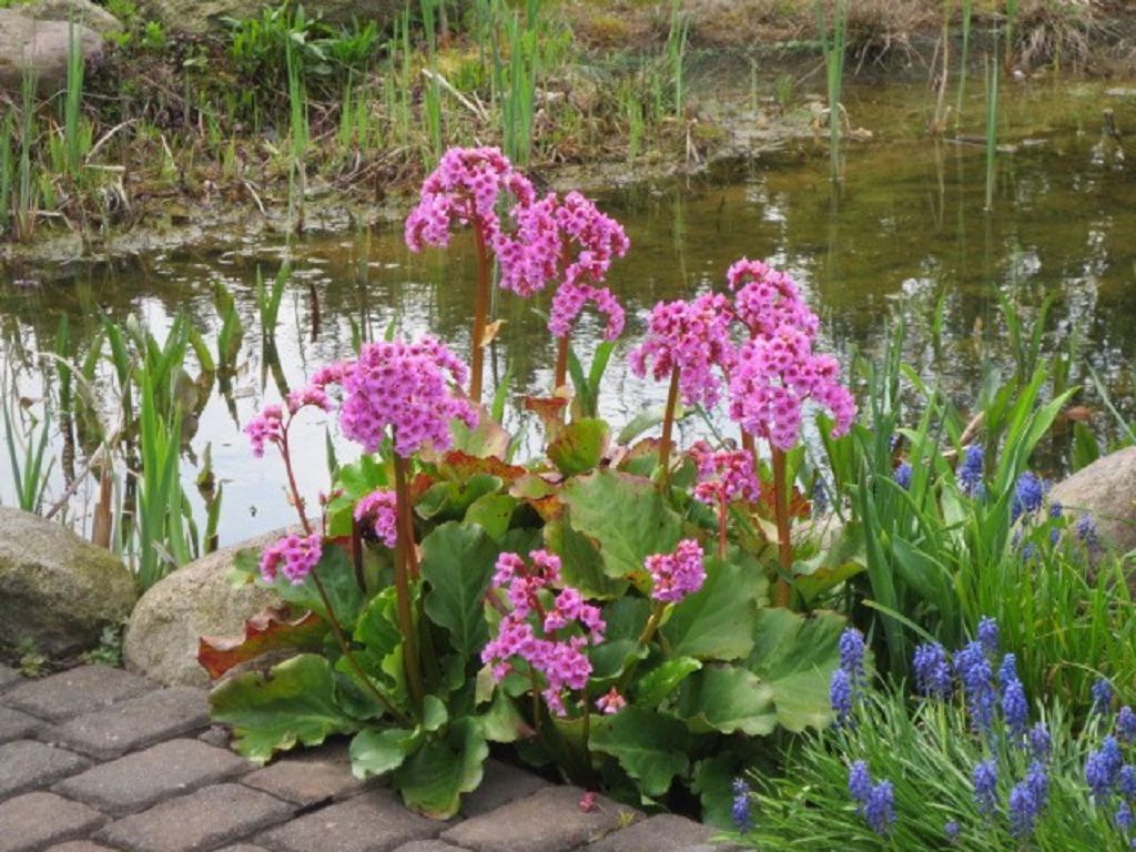 Gartenbild Fotos: Monika Behnke