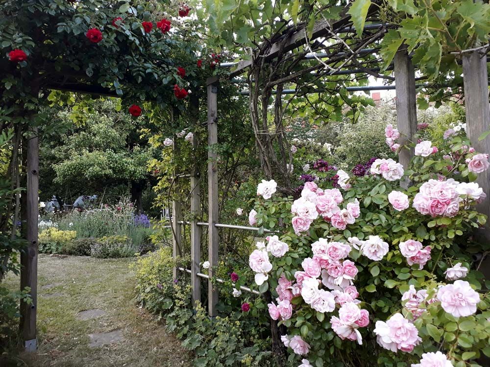 images/gartenbilder/schwerin_garten_scharf/schwerin_garten_scharf_c.jpg