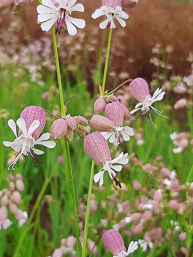 images/gartenbilder/ganschow_wildpflanzenhof_gieseking/ganschow_wildpflanzenhof_gieseking_7.jpg