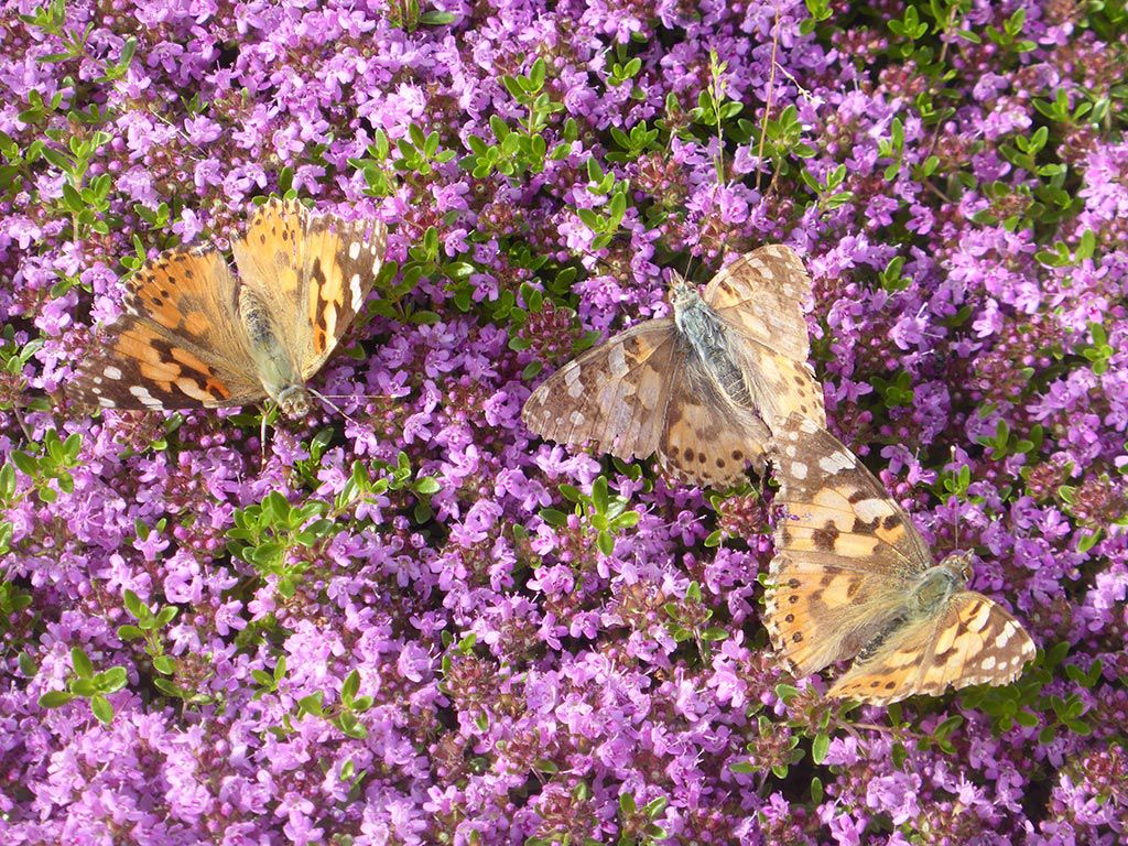 images/gartenbilder/barth-bibelzentrum/bibelzentrum-barth_1.jpg