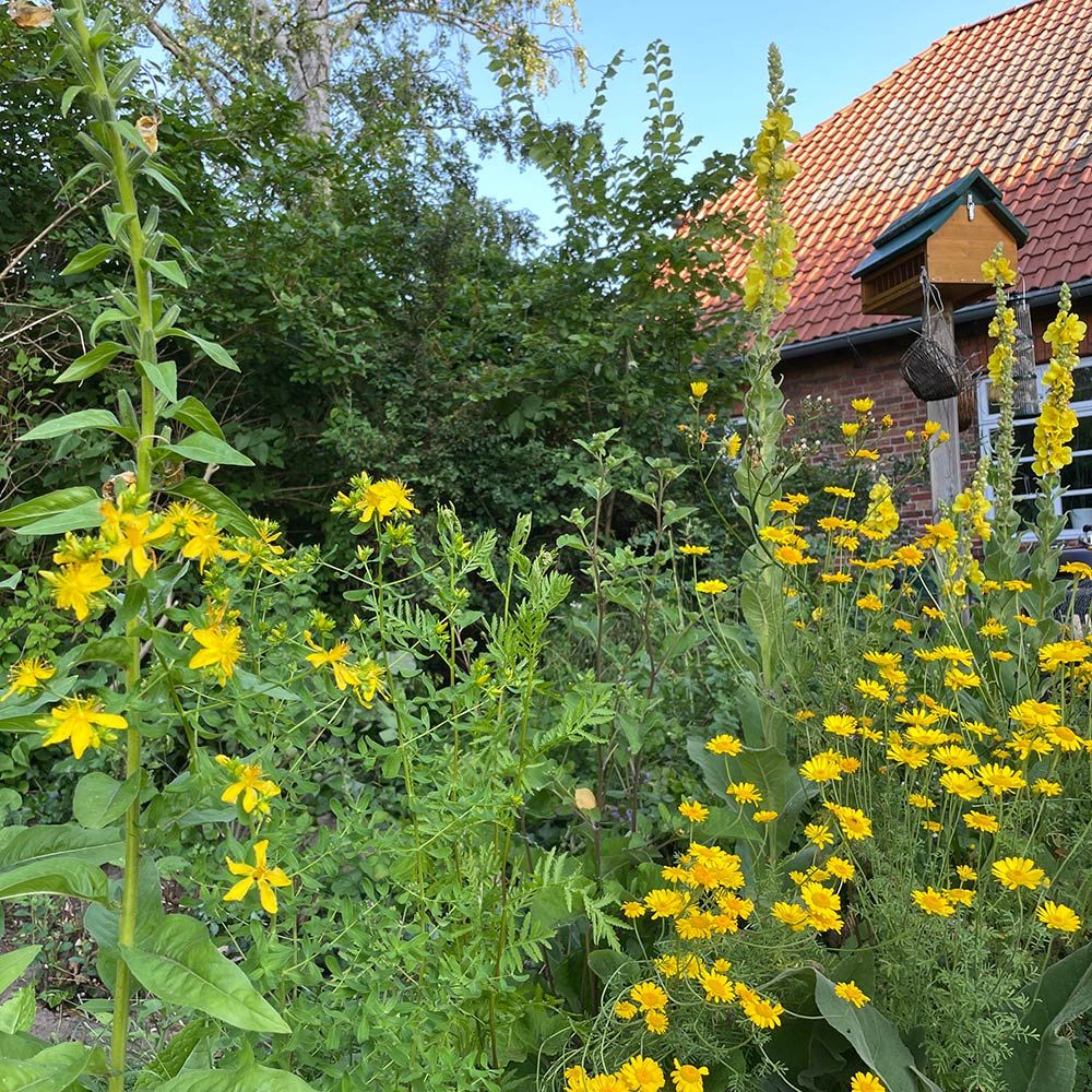 images/gartenbilder/rerik-garten-lagies/rerik-garten-lagies-1.jpg