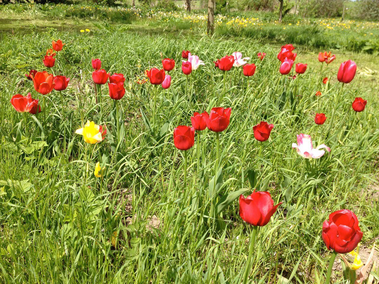 images/gartenbilder/dargun-theuerstes-eisensee/garten_theuerstes_3.jpg