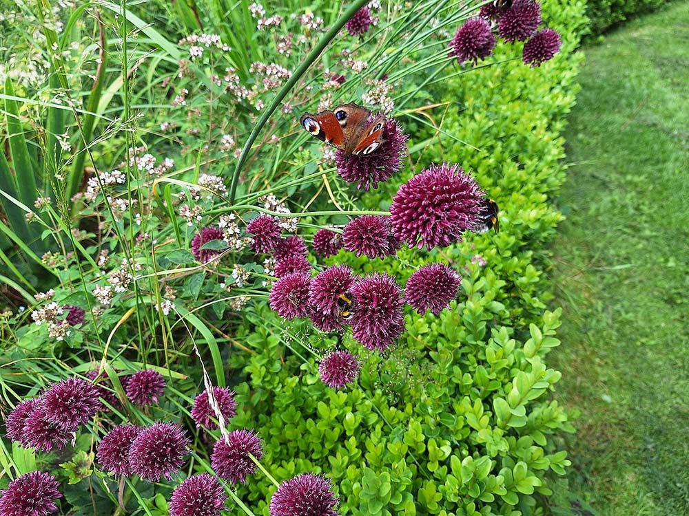 images/gartenbilder/luplower_bauerngarten/luplower_bauerngarten_7.jpg