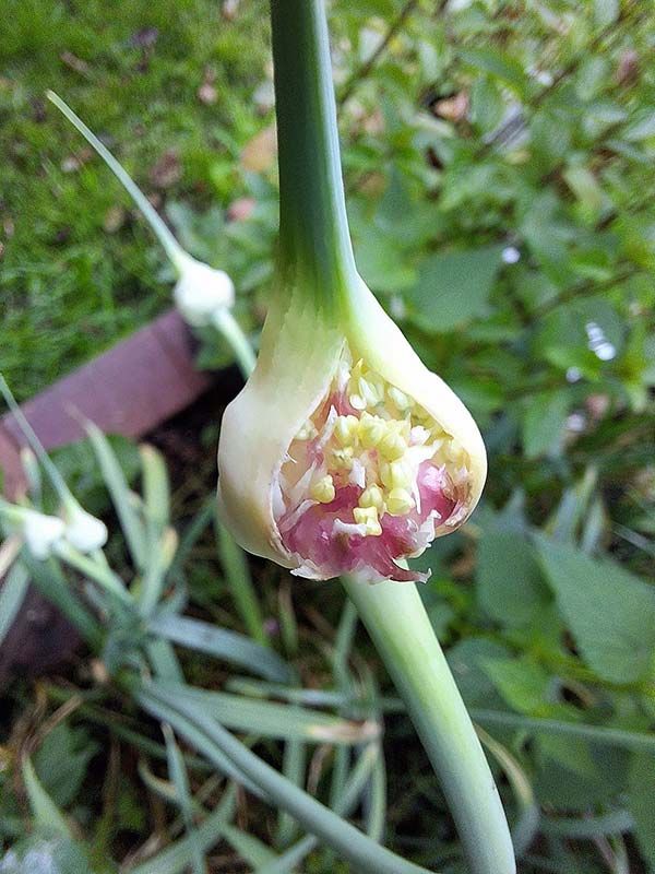 images/gartenbilder/luplower_bauerngarten/luplower_bauerngarten_9.jpg