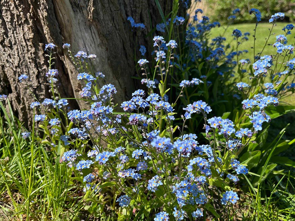 images/gartenbilder/cammin_herrmann/mafis_bauerngarten_7.jpg