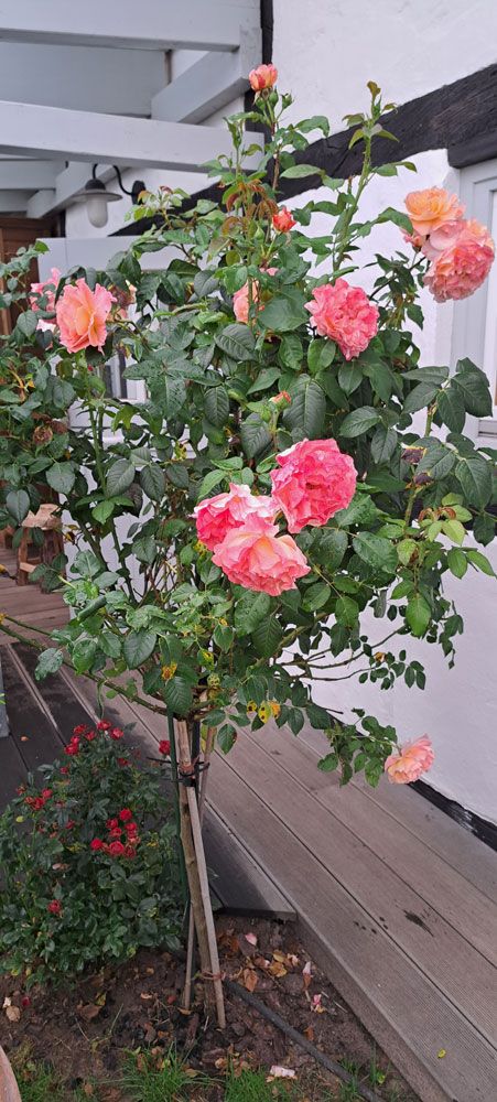 images/gartenbilder/bartenshagen_teakgalerie_krueger/bartenshagen_teakgalerie_krueger_23_2.jpg