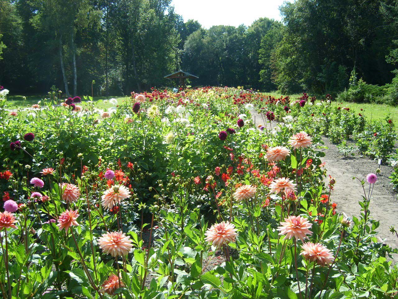 images/gartenbilder/bad_suelze_kurpark_stadt/bad_suelze_kurpark_1.jpg