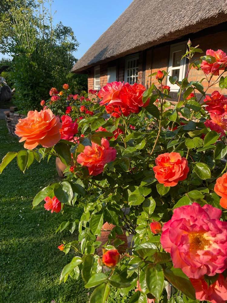 images/gartenbilder/bartenshagen_teakgalerie_krueger/garten_krueger_05.jpg