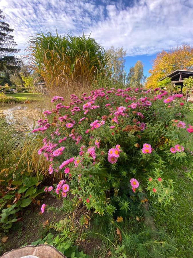 images/gartenbilder/malchin-waldgarten_an_der_peene/malchin-waldgarten_an_der_peene_9.jpg